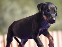 Doberman Yavrular mevcut
