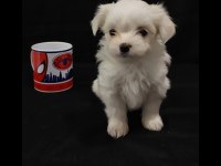 Şecereli 0 Numara Maltese