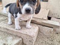 Safkan Beagle Yavruları