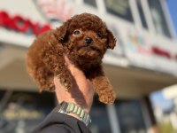 Çok özel Tiny kore poodle yavrularımız ziyarete açık