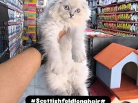 Scottish fold yavrumuz