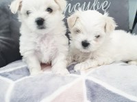 Safkan Mini Bembeyaz Kartanesi Maltese Bebekler