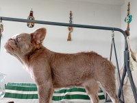 İsabella and tan fluffy dişi french bulldog