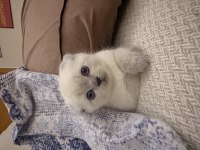 1.5 Aylık Yavru British Ve Scottish Fold Yavrular