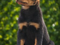 A Şecereli Rottweiler Yavrularım