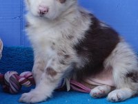 Kızıl Merle İnanılmaz Güzellikte Border Collie Yavrular
