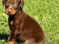 MERMİ GİBİ YAVRU DOBERMAN