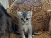 En tatlı ve şeker british shorthair kedime yuva