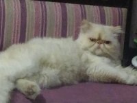 Erkek 5 yaşında safkan iran persian