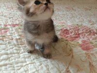 SAFKAN ÇOK ŞİRİN BEBEK BRİTİSH SHORTHAİR YAVRULARIMIZ