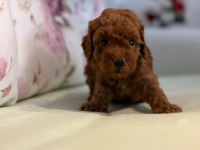 Toy poodle yavrularım