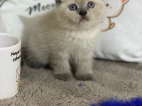 British shorthair 55 günlük