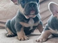 KİM BÖYLE FRENCH BULLDOG GÜZELLİKLERİN AİLESİ OLMAK İSTEMEZ