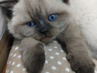 Bebek british shorthair