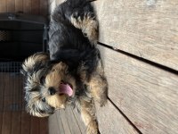 Minik Sevimli Oyuncu Yavru Köpekler