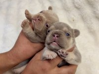 Üst kalite egzotik french bulldog yavrular