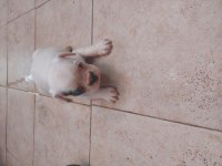French bulldog yavrular 45 günlük