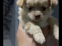 Chihuahua Yavrularımız Yeni Sahiplerine Bekliyor
