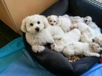 Maltese Terrier Adrese Teslim, Kapıda Ödeme Yapabilirsiniz
