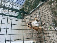 Köpeğimiz Barbiyi Sahiplendiriyoruz