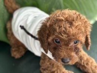 Toy Poodle Köpeği