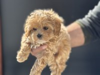 Ankaranın en seçkin maltipoo yavruları petmode den