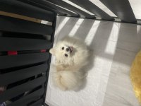 Ful eğitimli güzel pomeranian kızımız yeni yuvasını arıyor