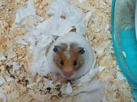 Kafesi İle Birlikte Suriye Hamsteri