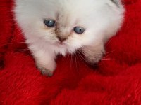 Top Kafa Orjinal Mavi Göz Scottish Fold