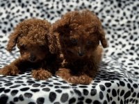 Petmode köpek çiftliğinden tea cup kore poodle