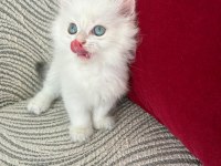 British Longhair Dişi Yavrular