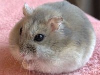 HAMSTER GONZALES YAVRULARI HERYERE GÖNDERİM