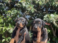 King Doberman Yavruları