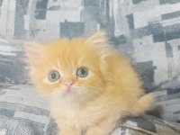Mavi göz exotic chinchilla melezi yavrular