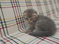 Scottish fold 1 aylık yavru