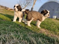 Mükemmel Kalite St Bernard Yavrular