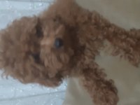 3 aylık Red poodle erkek
