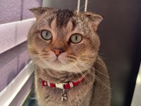SCOTTİSH FOLD KEDİMİZE GÜVENİLİR YUVA
