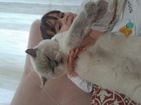 British shorthair blue point