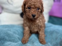 REDBROWN TOY POODLE BEBEKLER