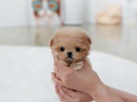 KORE TEACUP EGITIMLI YAVRULARIMIZ