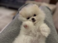 Orjinal pomeranian boo