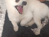Acil Pomeranian Boo