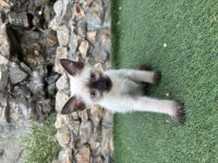 MÜKEMMEL KALİTE SİYAM KEDİSİ ERKEK
