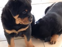 Varsa daha iyisi rottweiler o da annesi