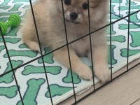 4 aylik pomeranian dişi yavrumuz