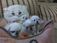 Yavru pekinez köpekler