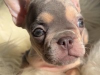 Exotic renk french bulldog köpekler