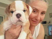 MÜKEMMEL KALİTE İNGİLİZ BULLDOG YARILARIMIZ