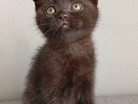 Çikolata british shorthair erkekler